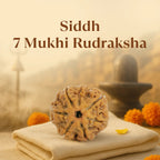 Kashi Siddh Nepal Origin 7 Mukhi Rudraksha - 17mm to 22mm