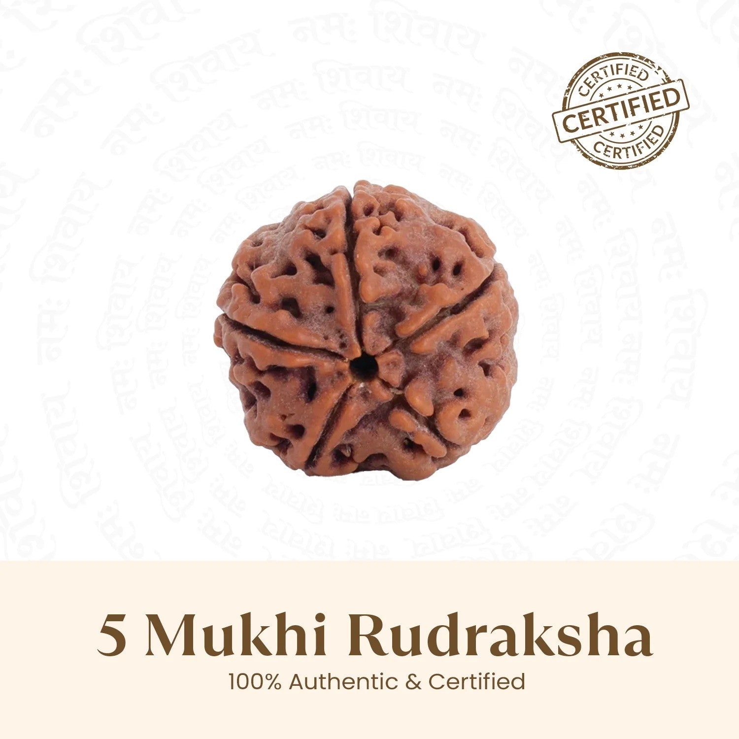Nepal Origin 5 Mukhi Rudraksha - 17mm to 22mm Main image