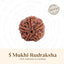 Nepal Origin 5 Mukhi Rudraksha - 17mm to 22mm