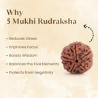 Nepal Origin 5 Mukhi Rudraksha - 17mm to 22mm